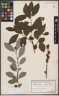 Foto von Salix cinerea L.